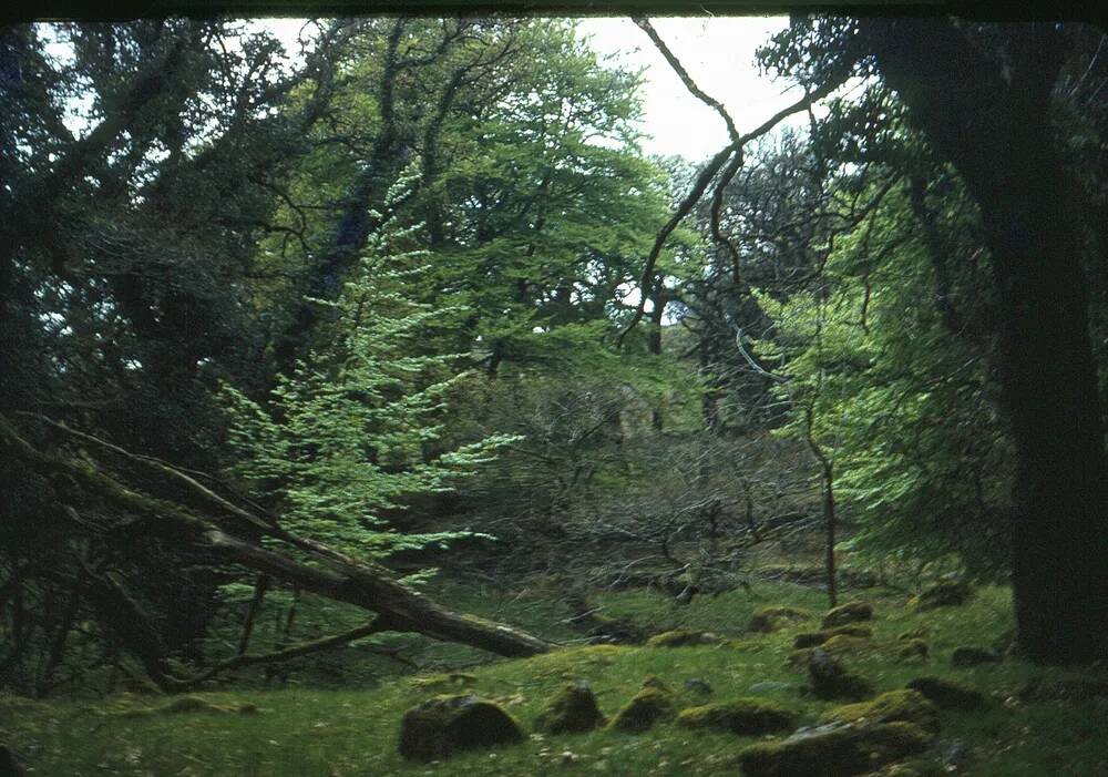 An image from the Dartmoor Trust Archive