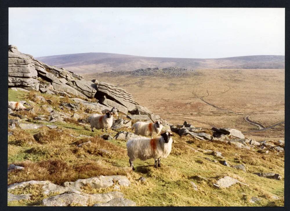 An image from the Dartmoor Trust Archive