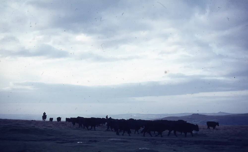 An image from the Dartmoor Trust Archive