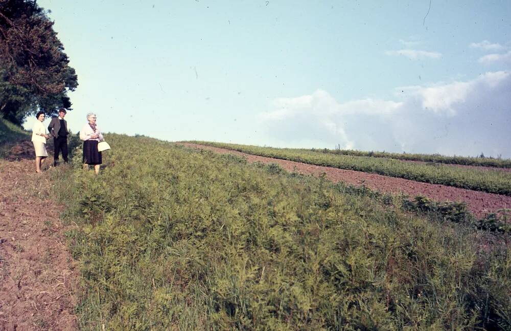 An image from the Dartmoor Trust Archive