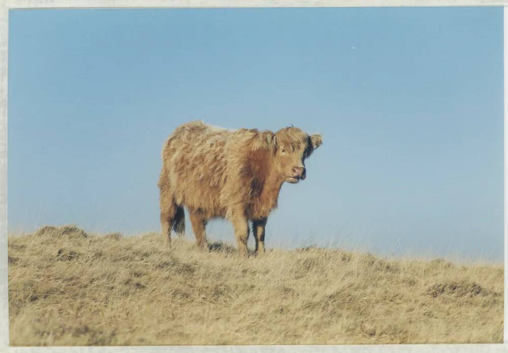 An image from the Dartmoor Trust Archive