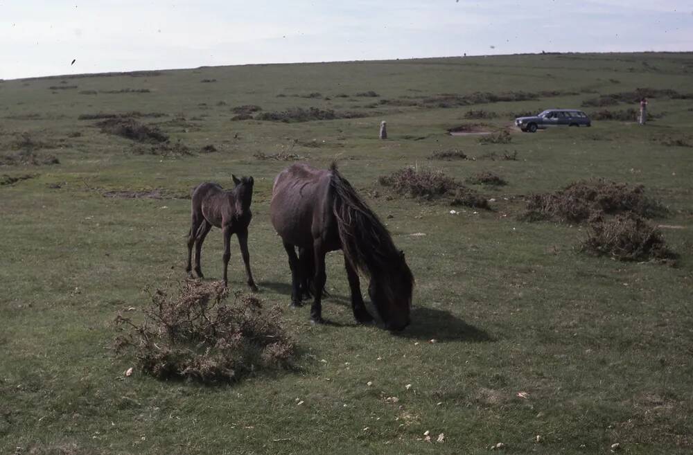 An image from the Dartmoor Trust Archive