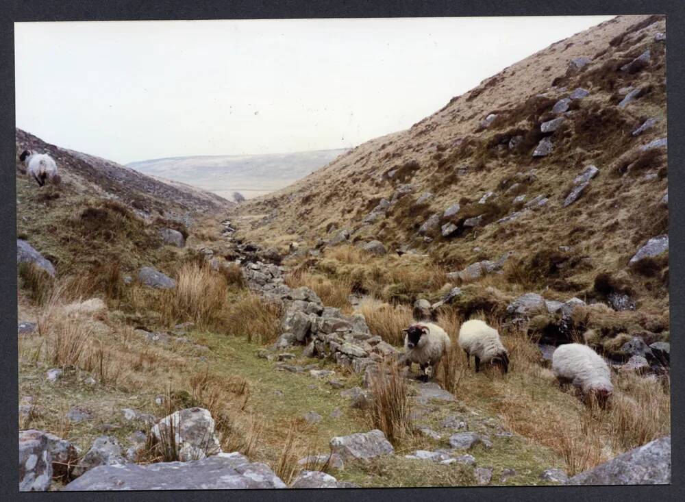 An image from the Dartmoor Trust Archive