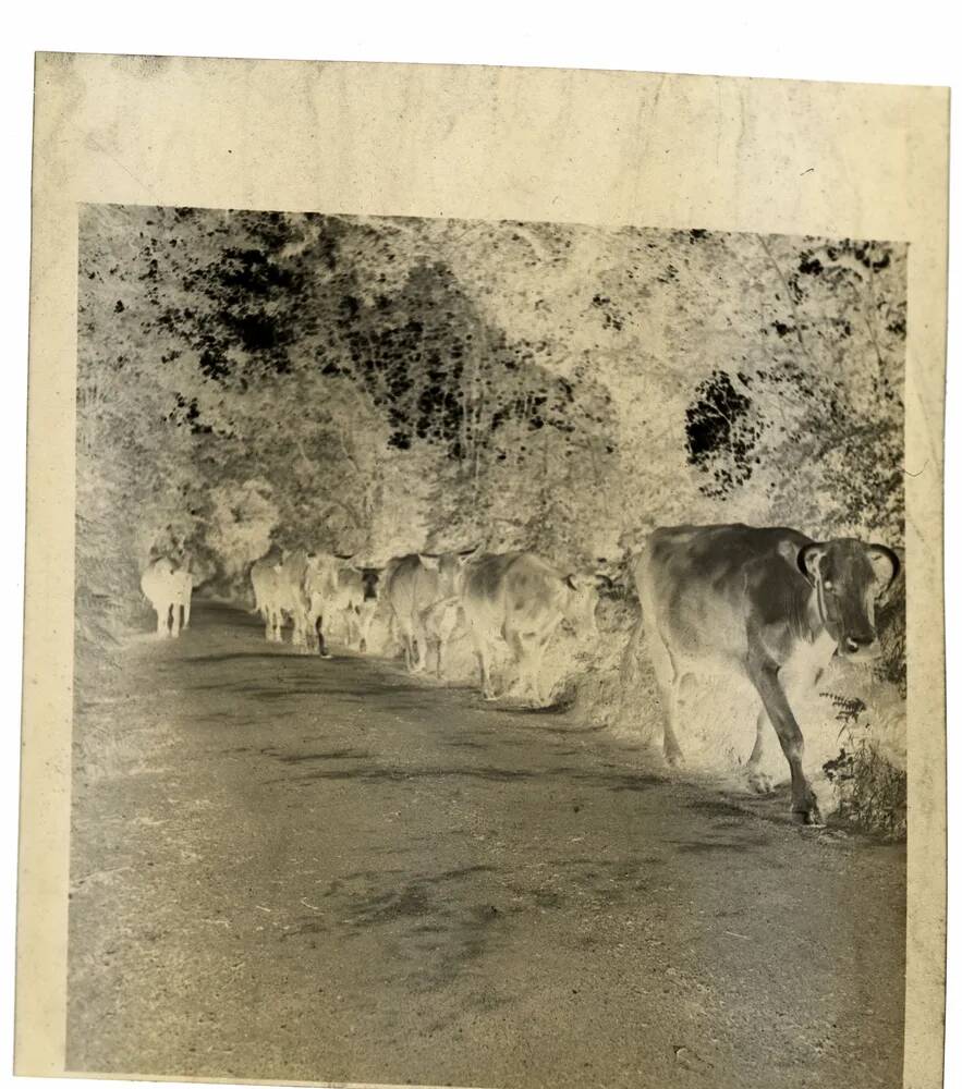 An image from the Dartmoor Trust Archive