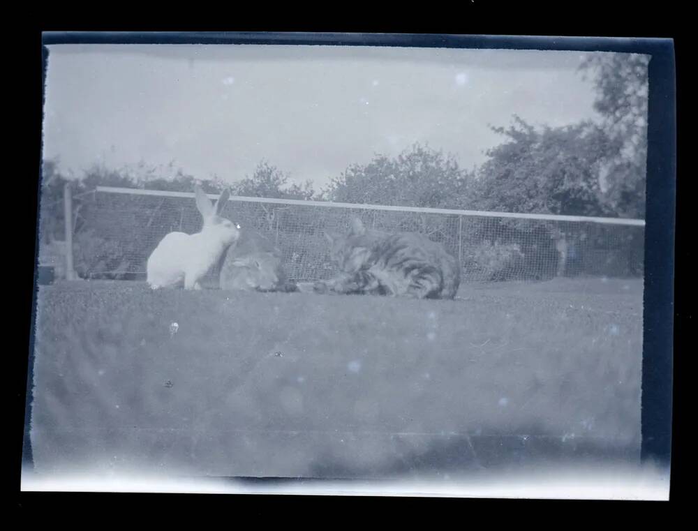 An image from the Dartmoor Trust Archive