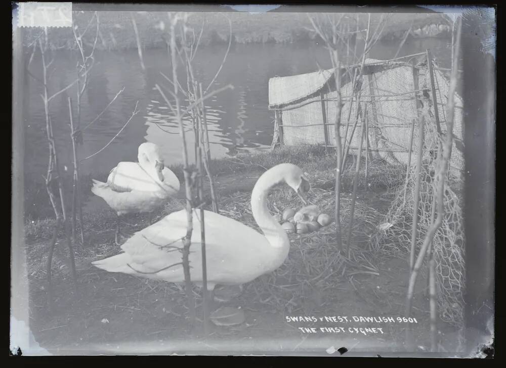 Swans and nest: 'the first cygnet', Dawlish