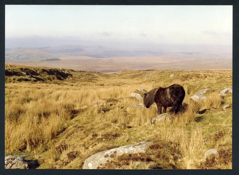 An image from the Dartmoor Trust Archive