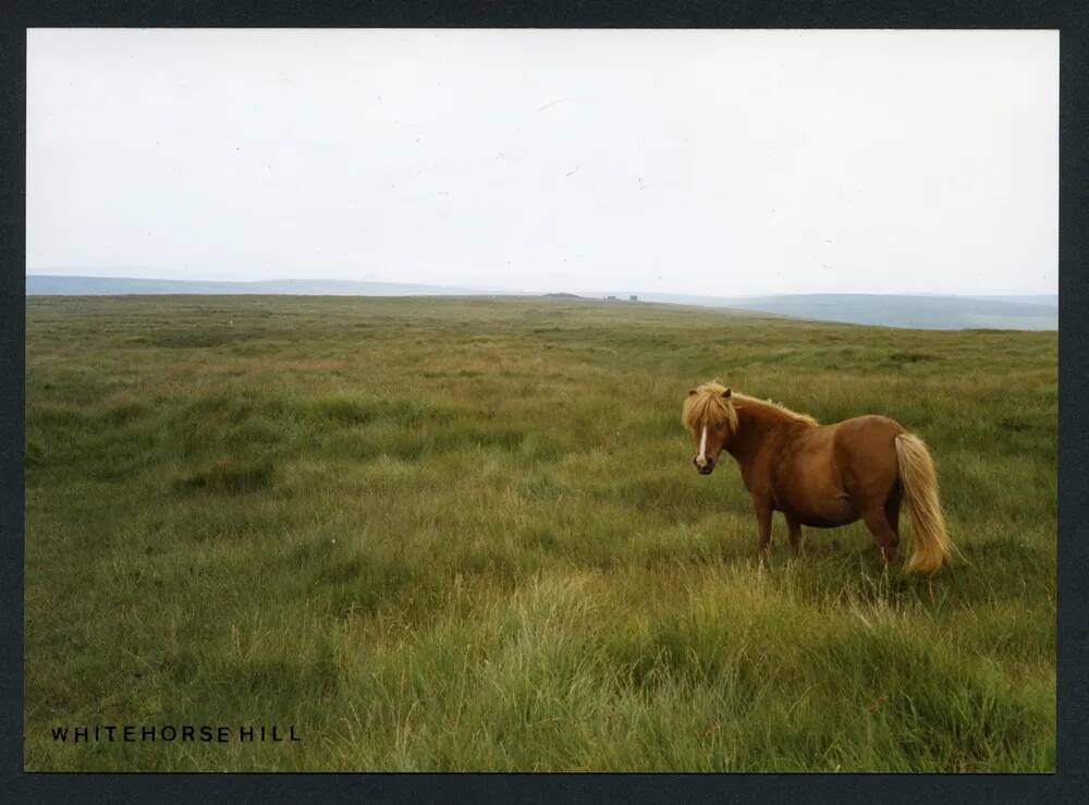 An image from the Dartmoor Trust Archive