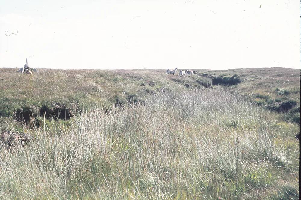 Hammond's Cut peat pass