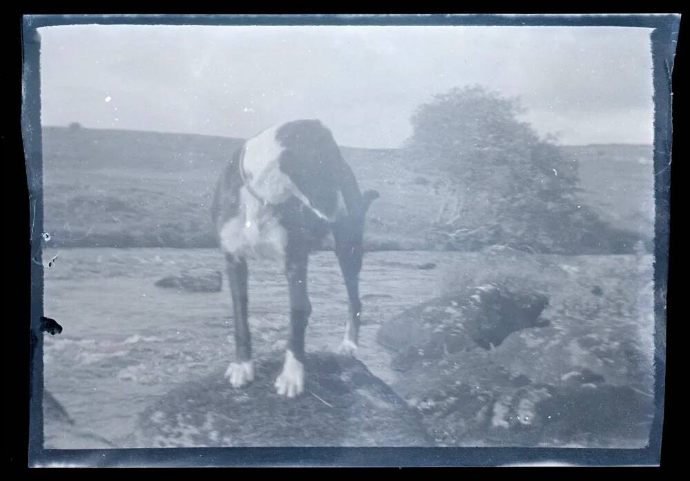 An image from the Dartmoor Trust Archive