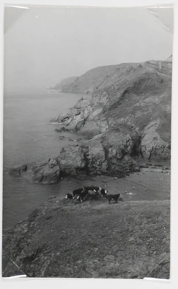 Cows by the sea. Hope Cove.