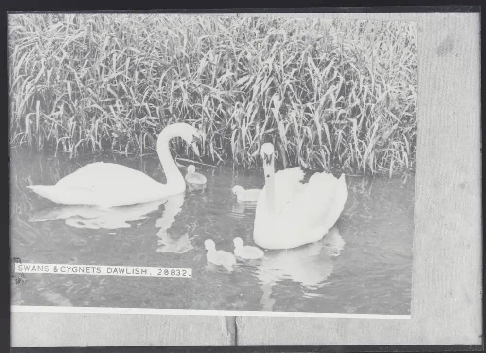 Swans and cygnets, Dawlish