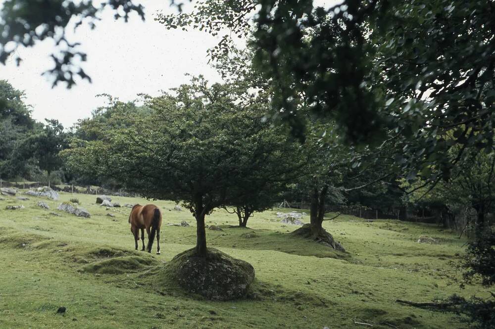 An image from the Dartmoor Trust Archive