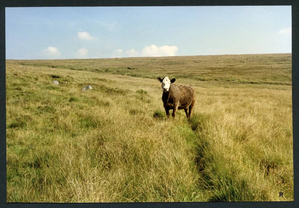 An image from the Dartmoor Trust Archive