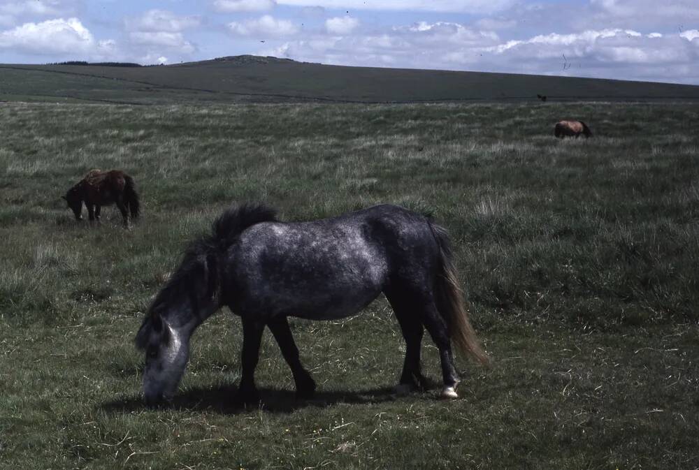 An image from the Dartmoor Trust Archive