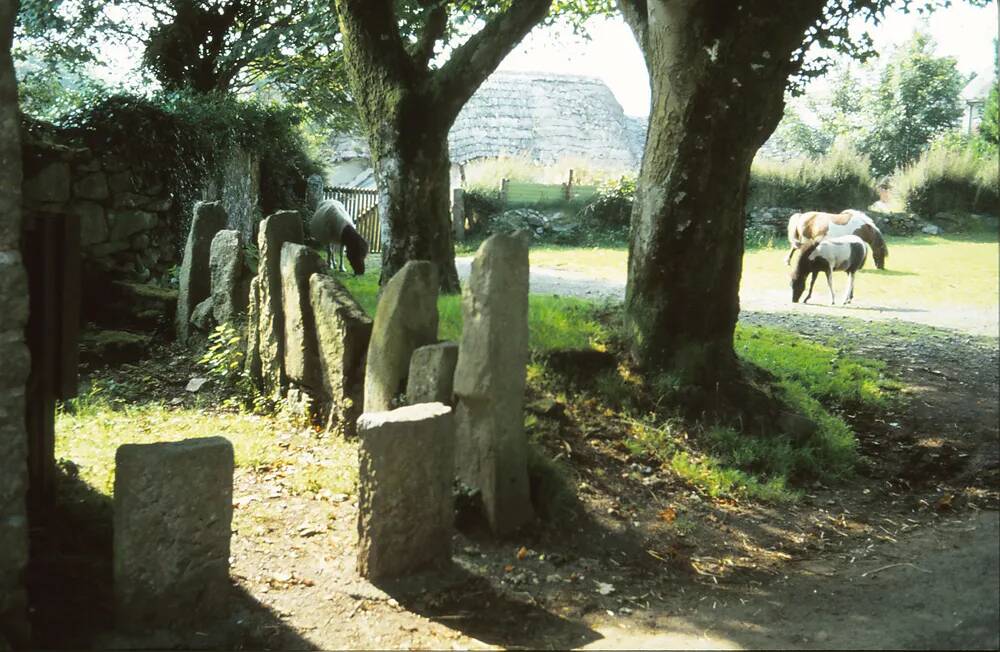 Colour image of trees, stones, with ponies in the background at Widecombe in the Moor 