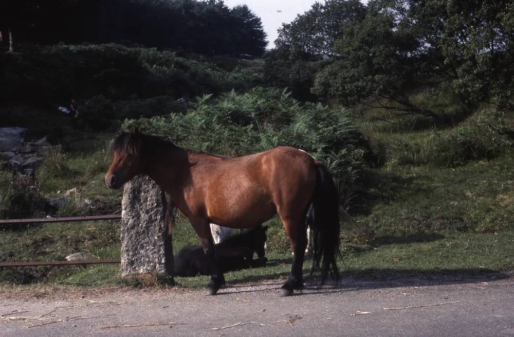 An image from the Dartmoor Trust Archive