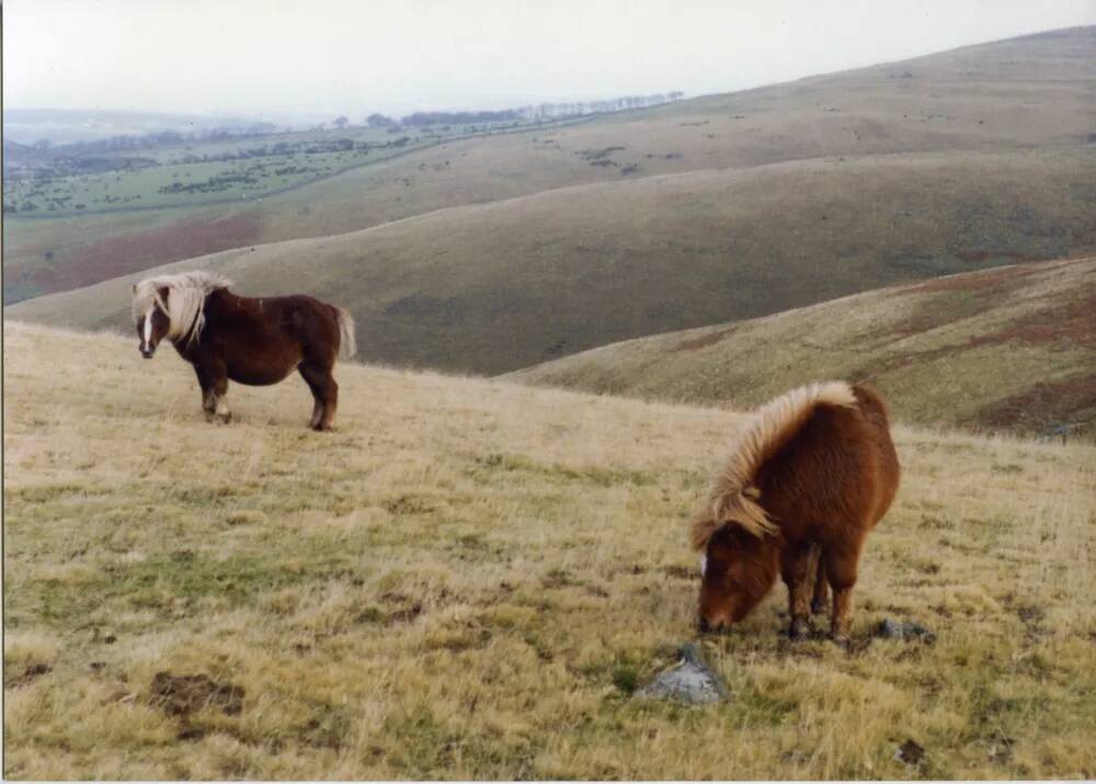 An image from the Dartmoor Trust Archive