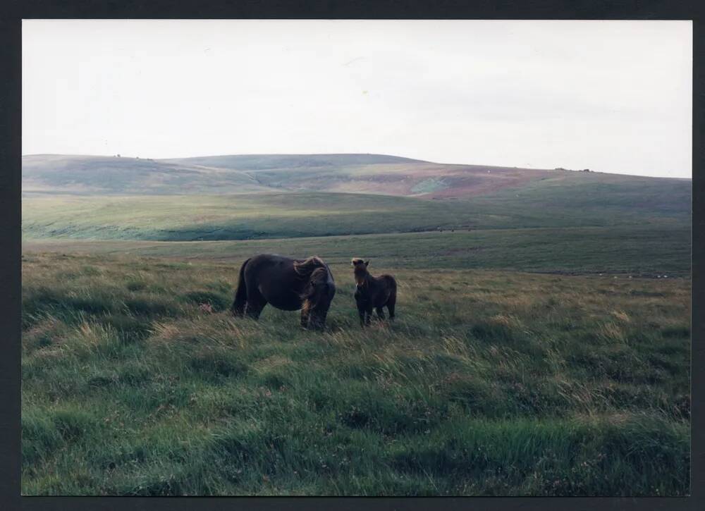 An image from the Dartmoor Trust Archive