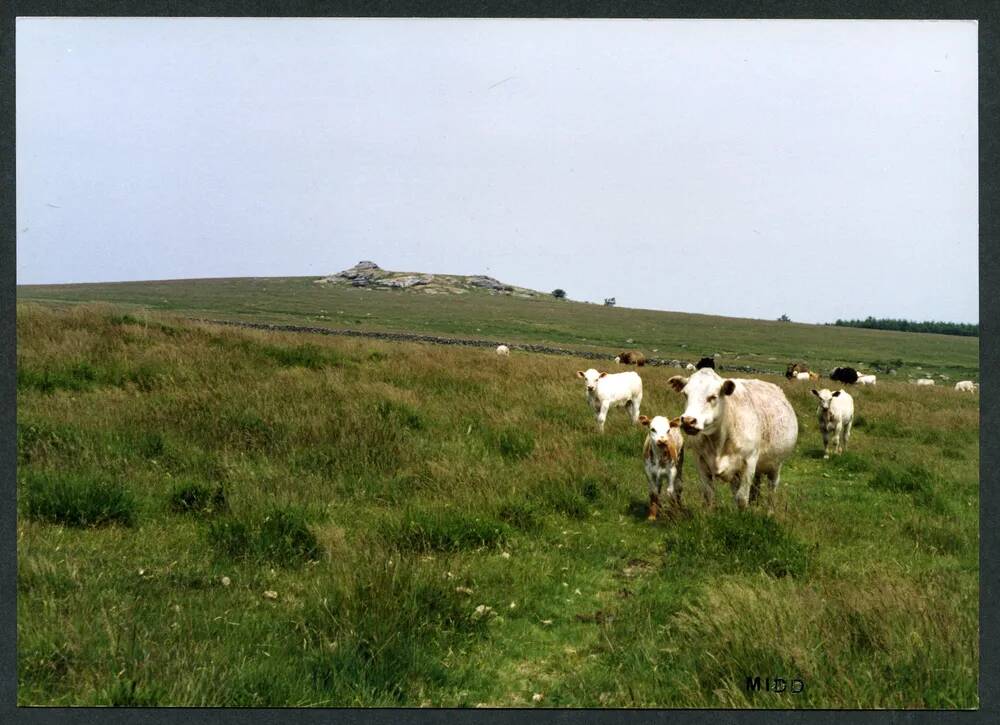 An image from the Dartmoor Trust Archive