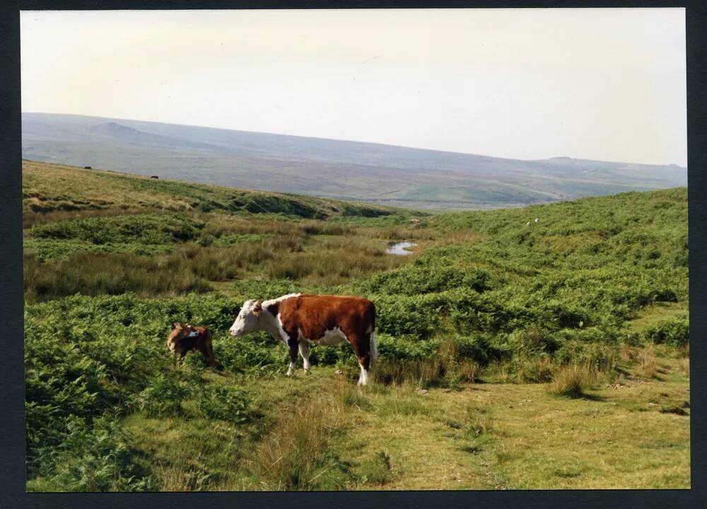 An image from the Dartmoor Trust Archive