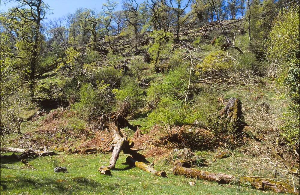 Fallen trees, East Okement