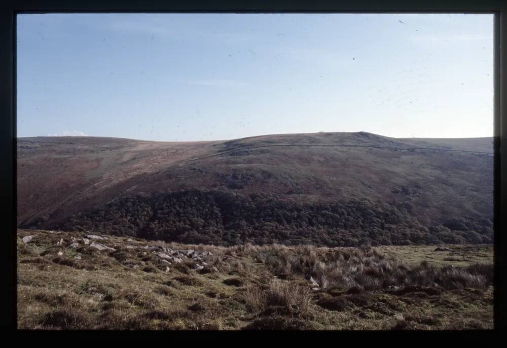 Piles copse