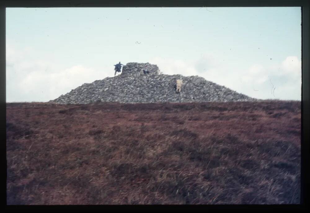  Eastern White Barrow