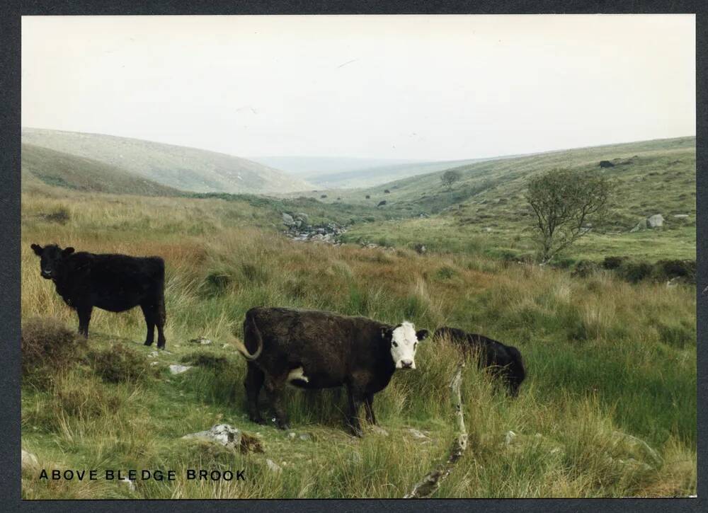 An image from the Dartmoor Trust Archive