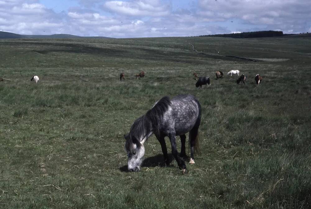 An image from the Dartmoor Trust Archive