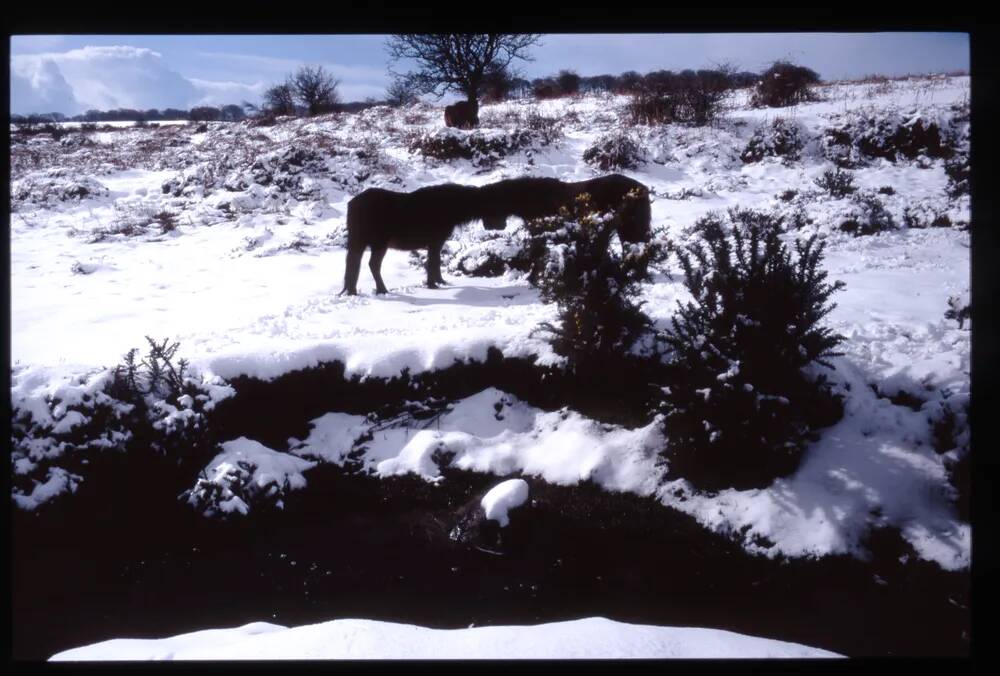 Dartmoor Ponies in the Snow