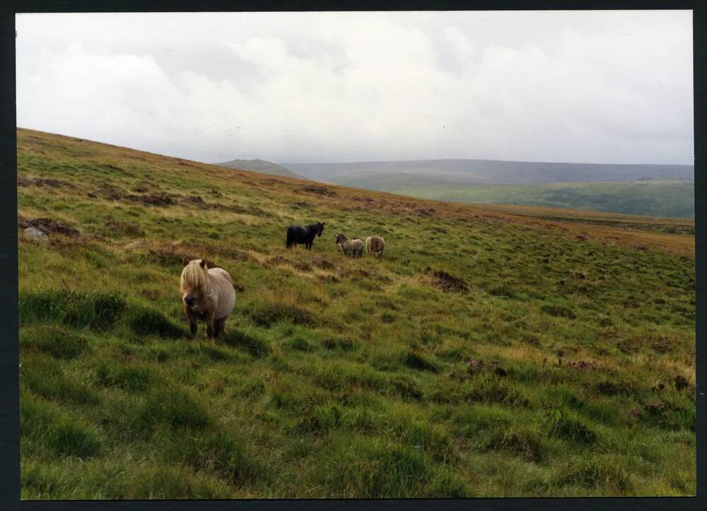 An image from the Dartmoor Trust Archive