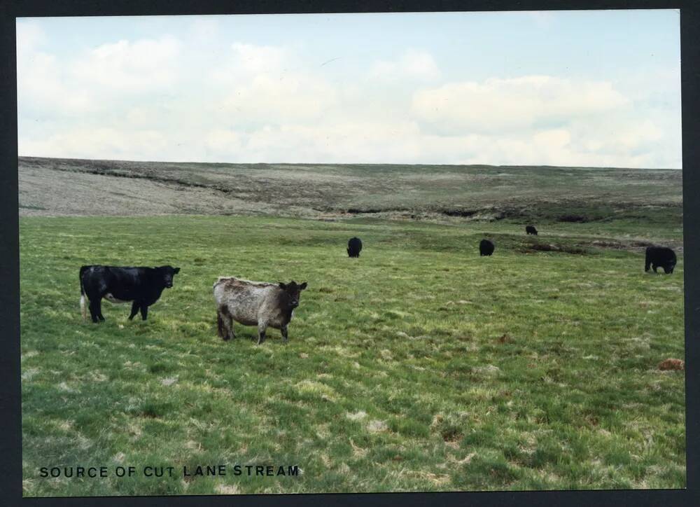 23/28 Below source of Cut Hill stream 21/5/1993