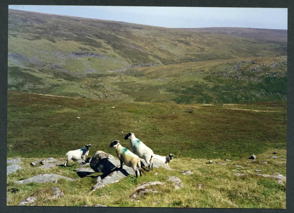 An image from the Dartmoor Trust Archive