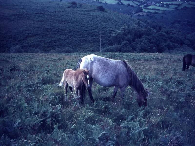 An image from the Dartmoor Trust Archive