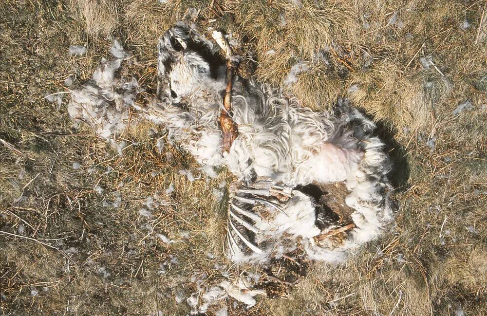 dead sheep