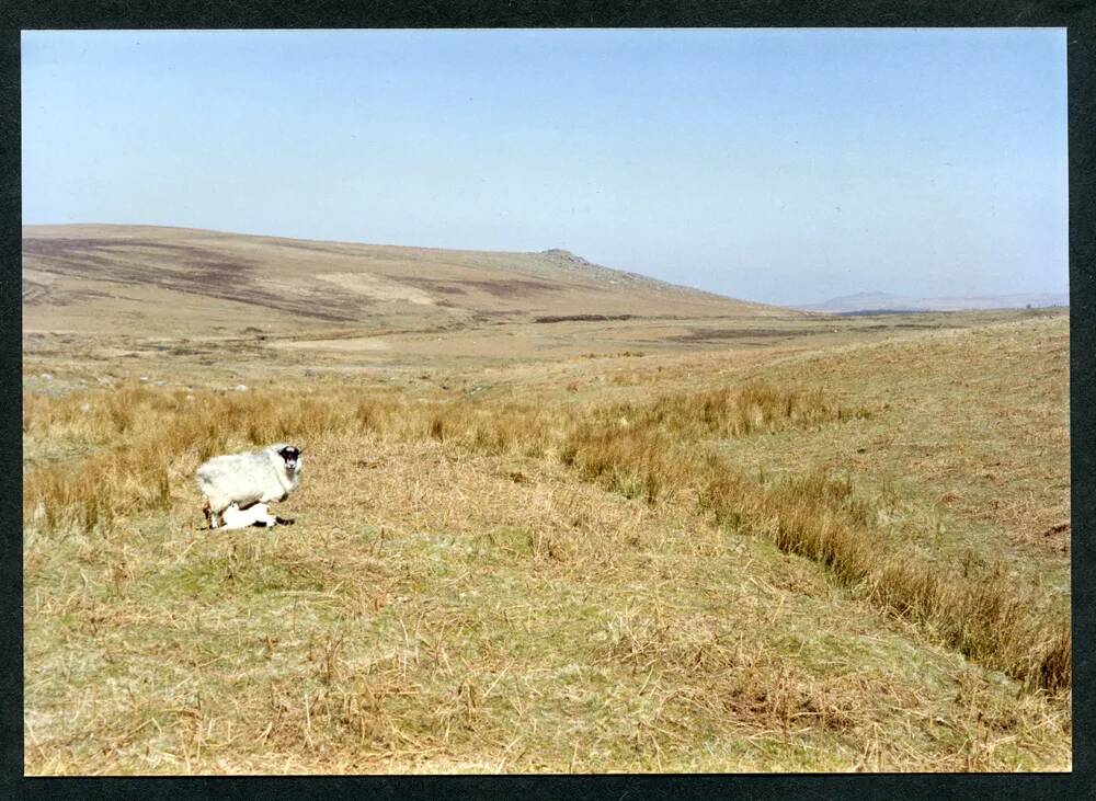 An image from the Dartmoor Trust Archive