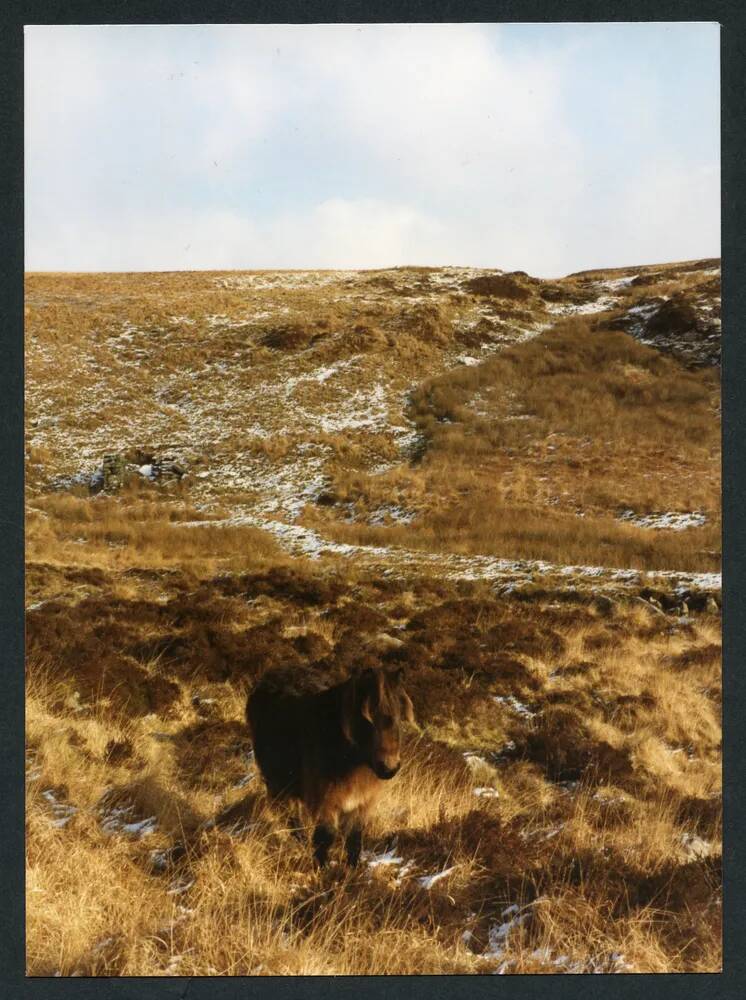 An image from the Dartmoor Trust Archive