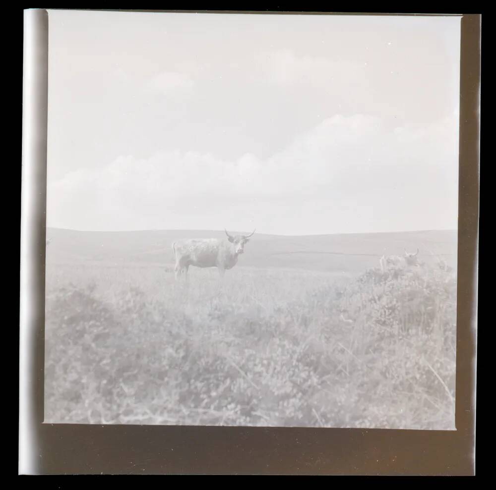 An image from the Dartmoor Trust Archive