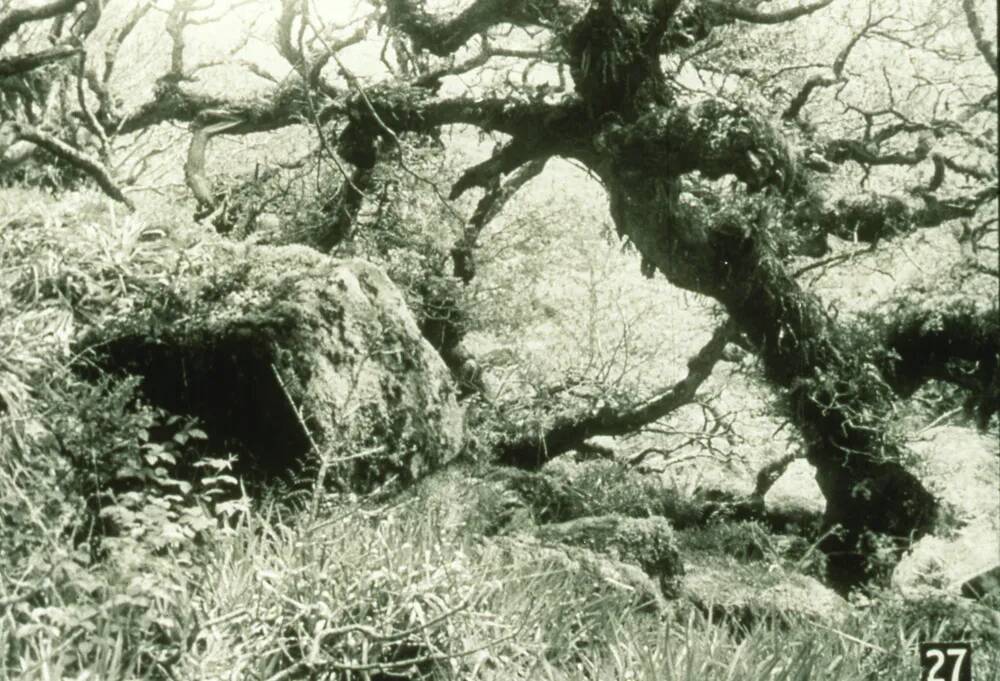 An image from the Dartmoor Trust Archive