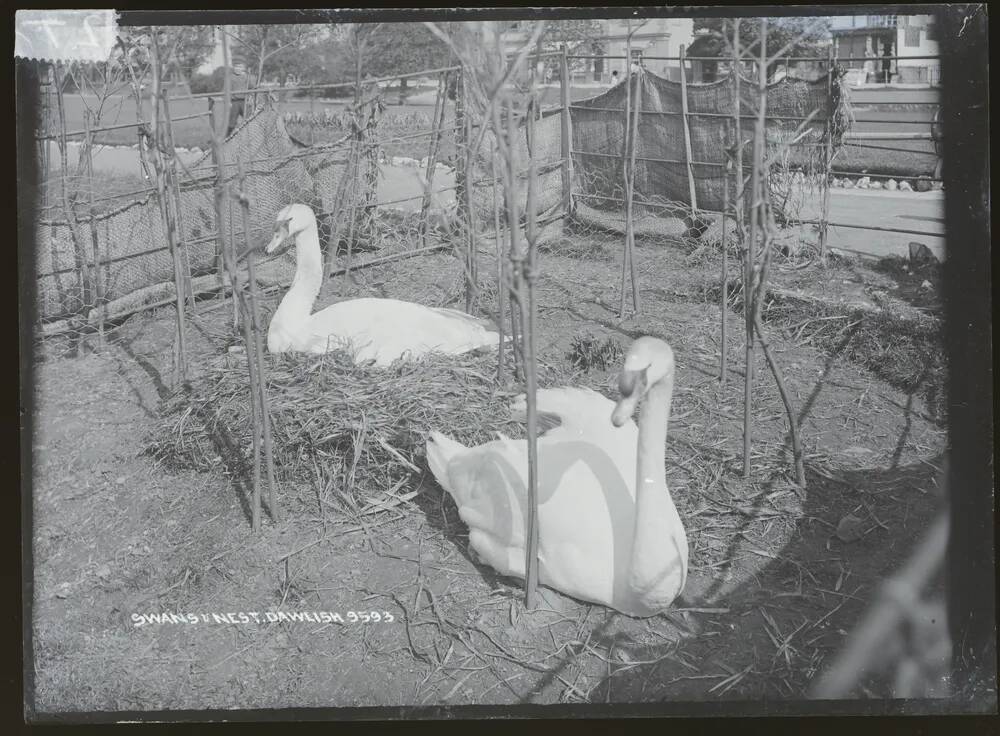 Swan's nest, Dawlish