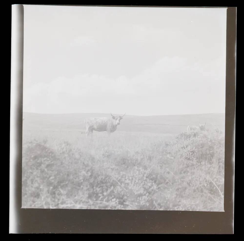 An image from the Dartmoor Trust Archive