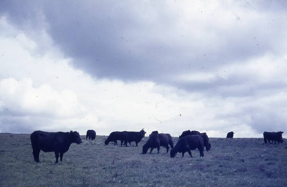 An image from the Dartmoor Trust Archive