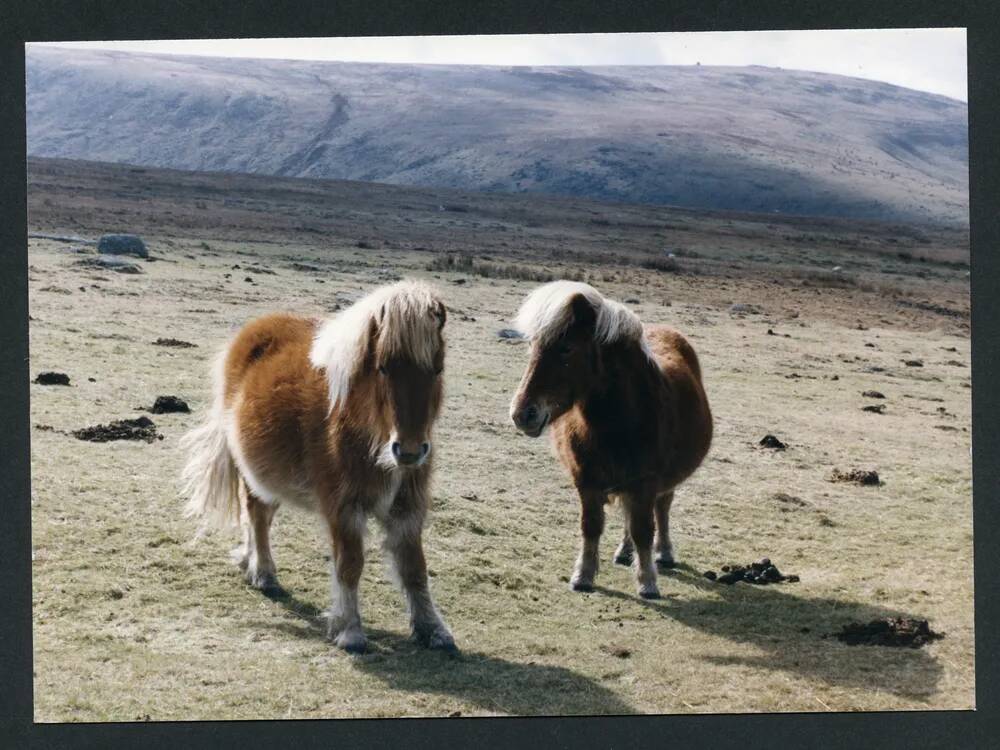 An image from the Dartmoor Trust Archive