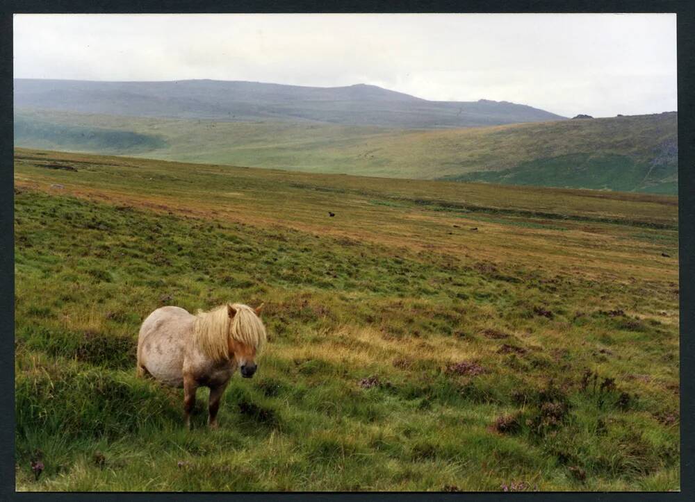 An image from the Dartmoor Trust Archive