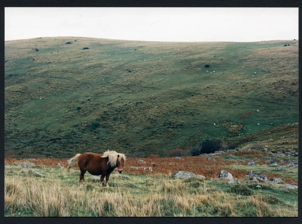 An image from the Dartmoor Trust Archive