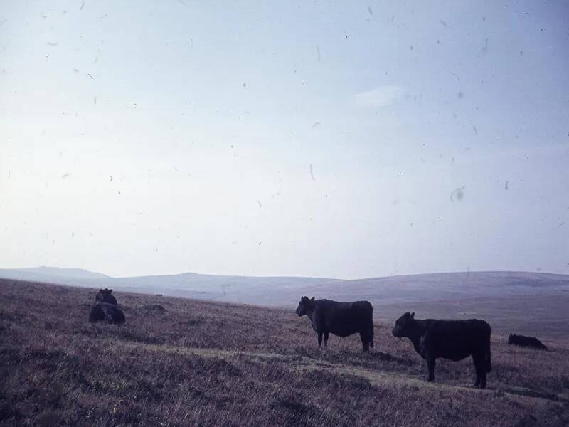 An image from the Dartmoor Trust Archive