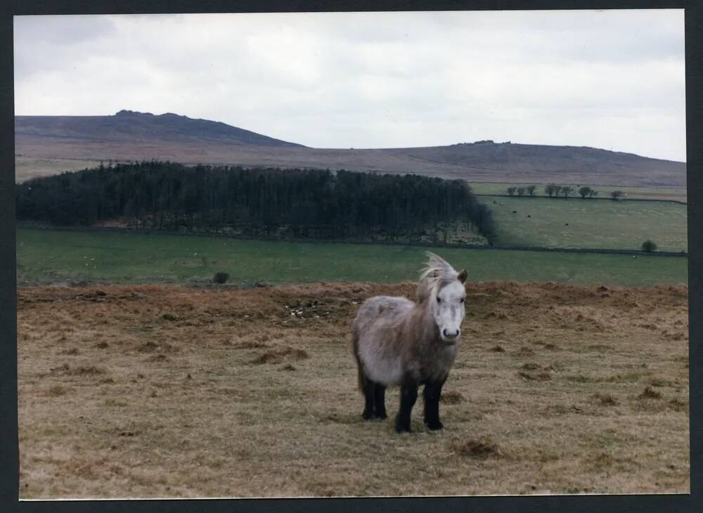 An image from the Dartmoor Trust Archive