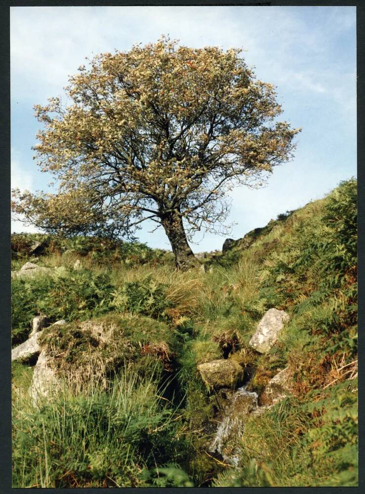 An image from the Dartmoor Trust Archive