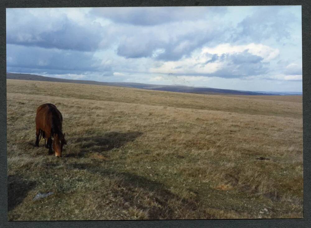 An image from the Dartmoor Trust Archive